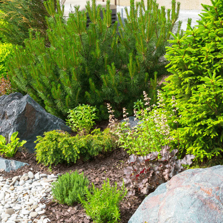 6 Common Landscaping Questions Answered: Expert Tips from Bella Sand and Rocks of Tampa