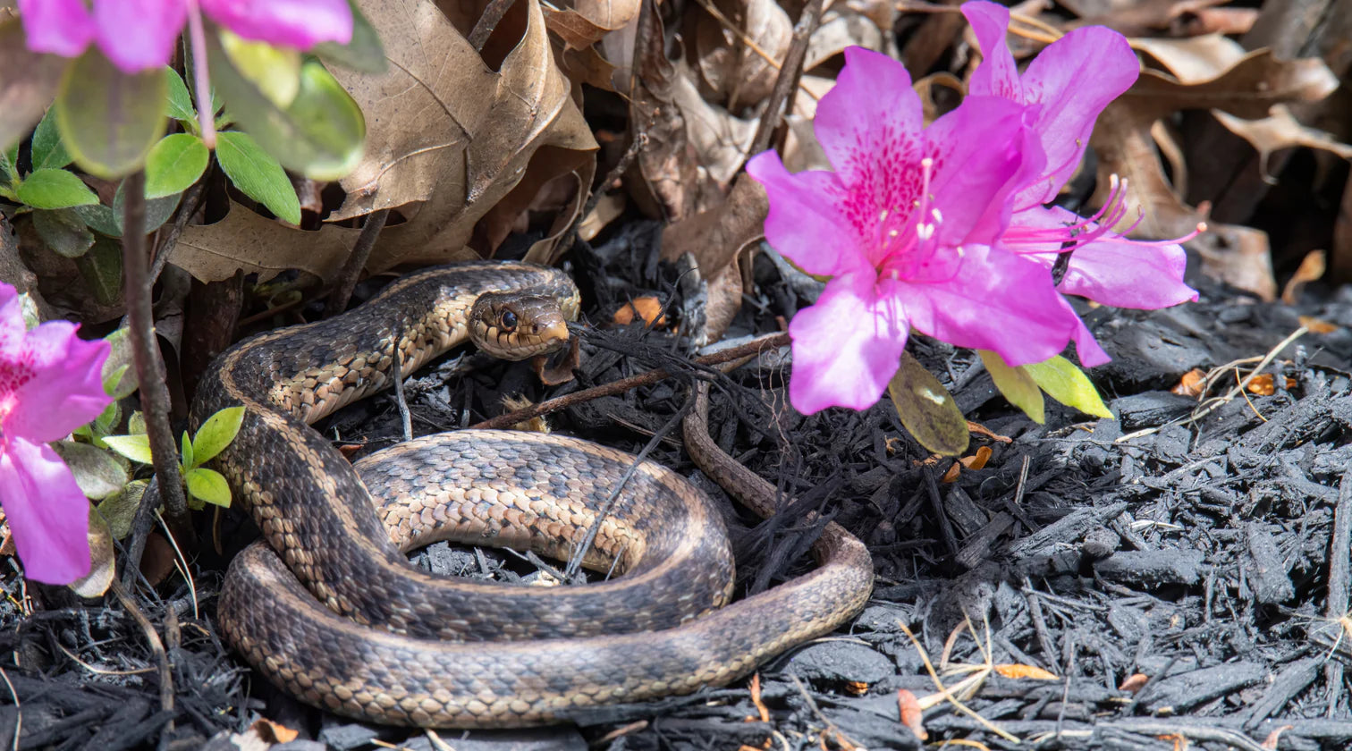 Florida Pests: Timely Lava Rock Landscaping to Control Your Yard | Bella Sand and Rocks of Tampa