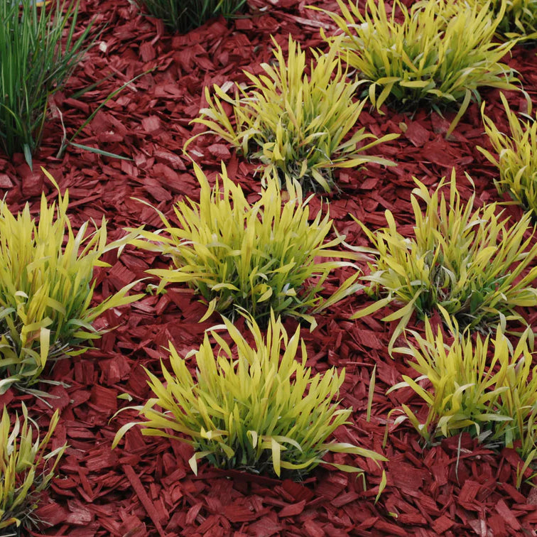 Mulch Landscaping: Promote Plant Growth and Water Conservation at Home Bella Sand and Rocks of Tampa