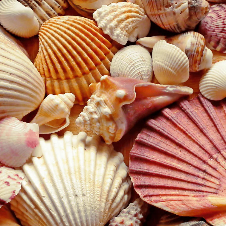 Why Shells are Popular for Florida Landscaping: Benefits and Usage Bella Sand and Rocks of Tampa